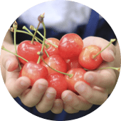 さくらんぼ狩り