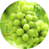 シャインマスカット狩り